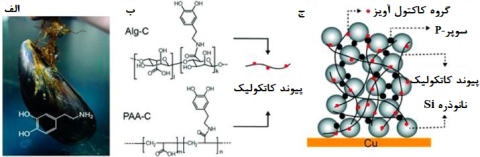 بایندر پلیمری